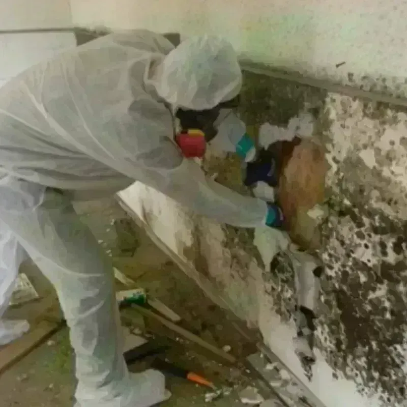 Mold Remediation and Removal in Eunice, NM